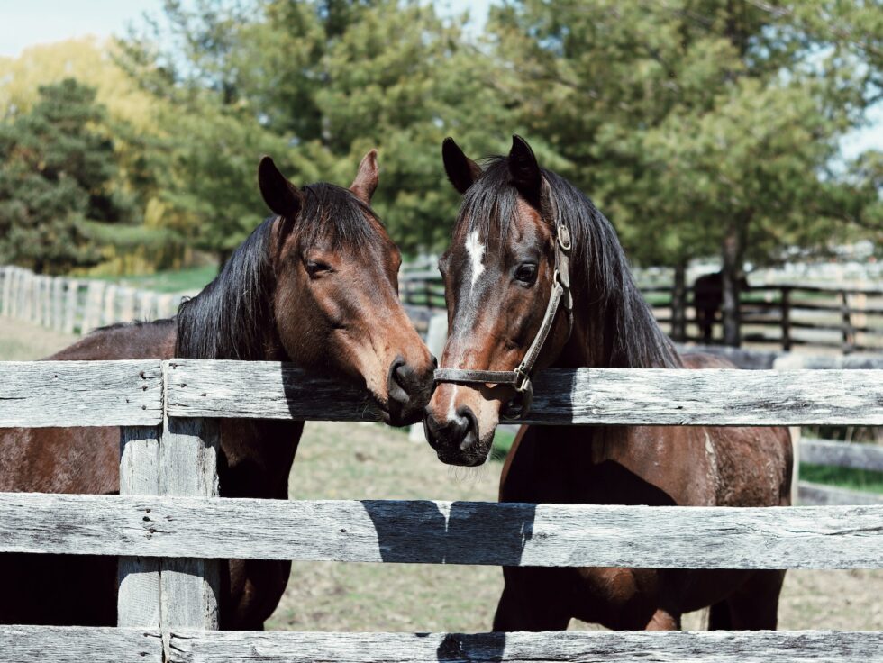 Equestrian Culture And Care Texas Dude Ranches